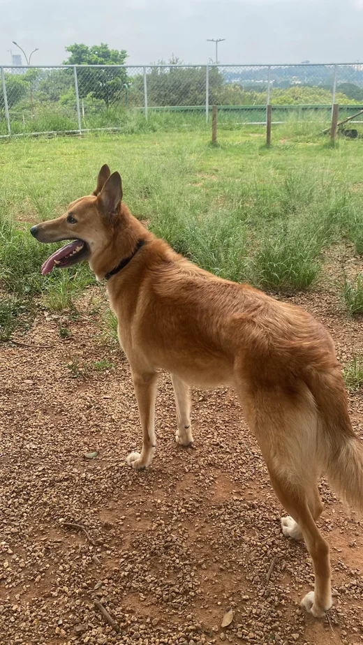 Alerta DivulgaPet