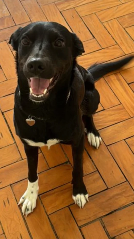 Alerta DivulgaPet